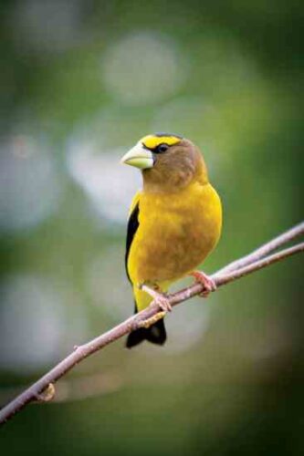 North American Birds in Danger